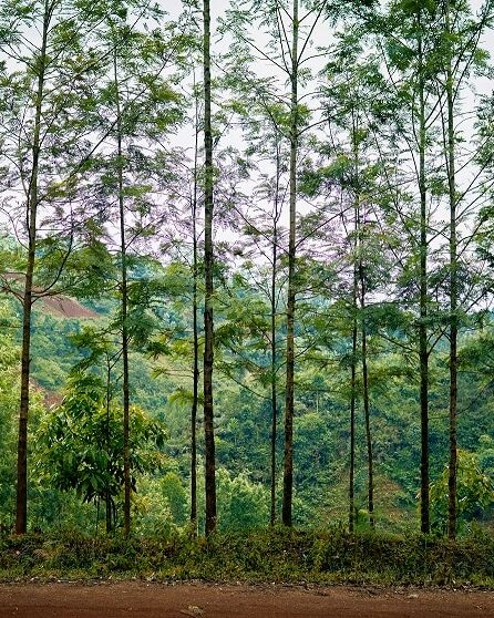 Fumagalli Danilo Ingrosso Ortofrutta Alberi alti e slanciati, dal fogliame rado, si ergono lungo un sentiero sterrato nei pressi di Fumagalli Danilo Besana, in Brianza, con una foresta dal verde rigoglioso e le colline visibili sullo sfondo sotto un cielo nuvoloso. Ristorazione Professionale - GDO - retail - privati