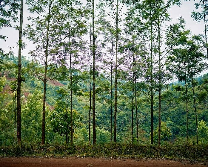 Fumagalli Danilo Ingrosso Ortofrutta Alberi alti e snelli, dal fogliame rado, si allineano lungo un sentiero sterrato, con una foresta rigogliosa e verde e delle colline visibili sullo sfondo sotto un cielo nuvoloso — un paesaggio che ricorda quelli che spesso si incontrano nei pressi dei punti vendita all’ingrosso di ortofrutta o lungo le vie di rifornimento per il commercio all’ingrosso di frutta e verdura. Ristorazione Professionale - GDO - retail - privati