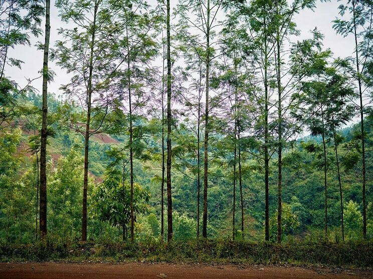 Fumagalli Danilo Ingrosso Ortofrutta Alberi alti e slanciati, dal fogliame rado, si ergono lungo un sentiero sterrato nei pressi di Fumagalli Danilo Besana, in Brianza, con una foresta dal verde rigoglioso e le colline visibili sullo sfondo sotto un cielo nuvoloso. Ristorazione Professionale - GDO - retail - privati