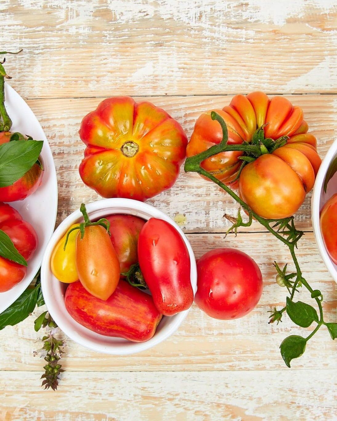 Fumagalli Danilo Ingrosso Ortofrutta Tre ciotole piene di pomodori tradizionali assortiti, di forme, dimensioni e colori diversi, sono disposte su un tavolo di legno, circondate da rampicanti di pomodoro e foglie di basilico. Perfette per la ristorazione ortofrutticola o per chiunque cerchi la freschezza che si trova in un ingrosso di frutta e verdura. Ristorazione Professionale - GDO - retail - privati