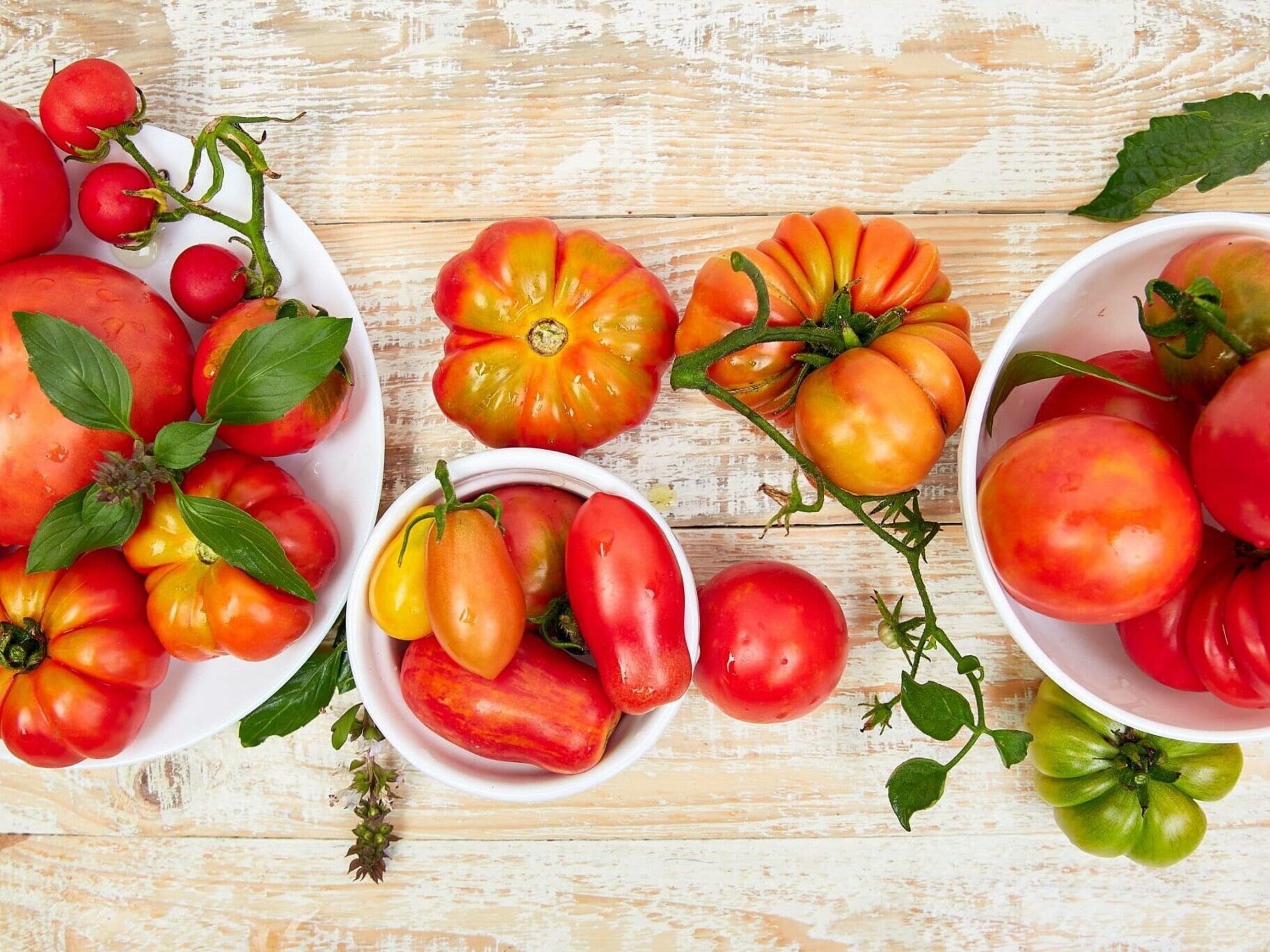Fumagalli Danilo Ingrosso Ortofrutta Tre ciotole piene di pomodori tradizionali assortiti, di forme, dimensioni e colori diversi, sono disposte su un tavolo di legno, circondate da rampicanti di pomodoro e foglie di basilico. Perfette per la ristorazione ortofrutticola o per chiunque cerchi la freschezza che si trova in un ingrosso di frutta e verdura. Ristorazione Professionale - GDO - retail - privati